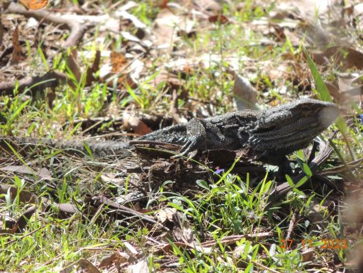 Bearded Dragon